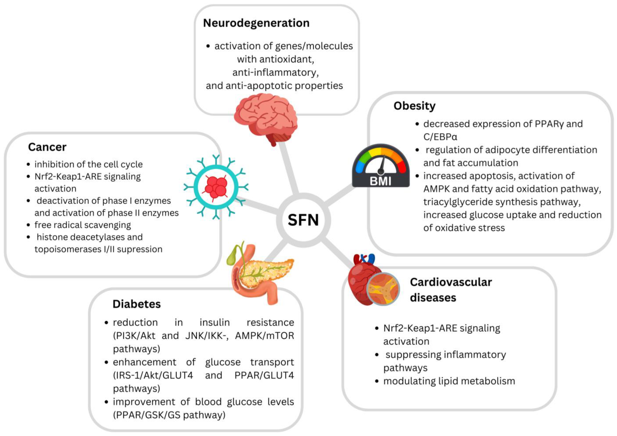Sulforaphane—A Compound with Potential Health Benefits for Disease Prevention and Treatment: Insights from Pharmacological and Toxicological Experimental Studies